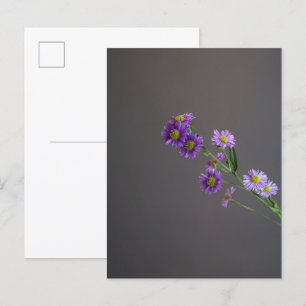 Purple Aster Postcard
