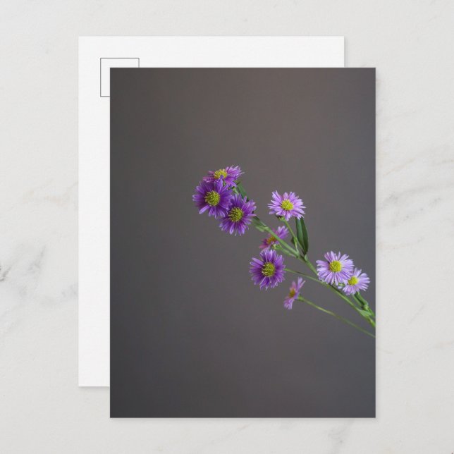 Purple Aster Postcard (Front/Back)