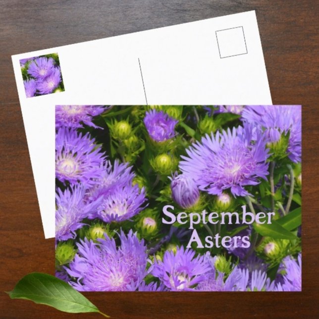 Purple Aster Wildflowers Photographic Floral Postcard (Creator Uploaded)