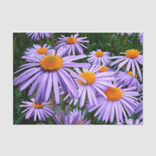 Purple Asters Tissue Paper