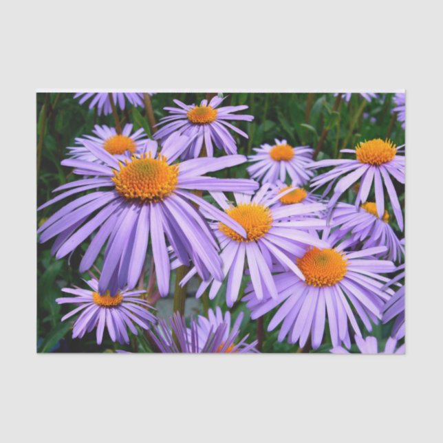 Purple Asters  Tissue Paper (Front)