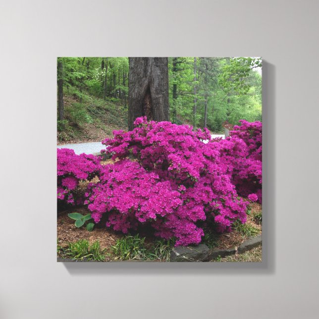 Purple Azalea Bushes in Bloom Canvas Print (Front)