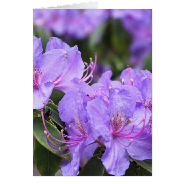 purple  azalea flowers，  杜 鹃 花 (Front)