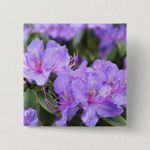 purple  azalea flowers，  杜 鹃 花 15 cm square badge
