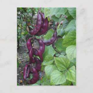 Purple Beans Postcard