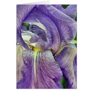 Purple Bearded Iris
