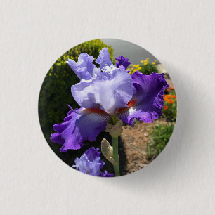 Purple Bearded Iris Button
