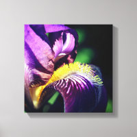 Purple Bearded Iris Flower Petal