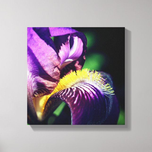 Purple Bearded Iris Flower Petal  Canvas Print (Front)