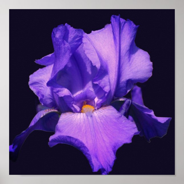 Purple Bearded Iris Flower Poster (Front)