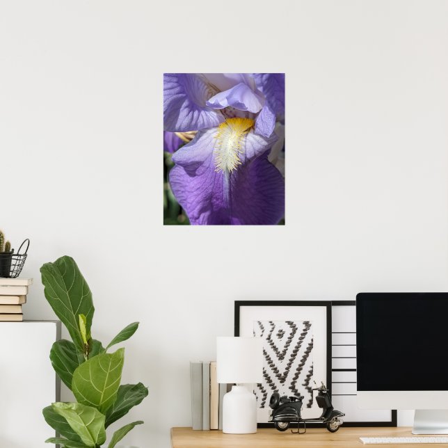 Purple Bearded Iris Flower Poster (Home Office)