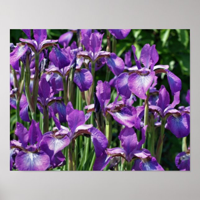 Purple Bearded Iris Flowers In Sunlight Poster (Front)