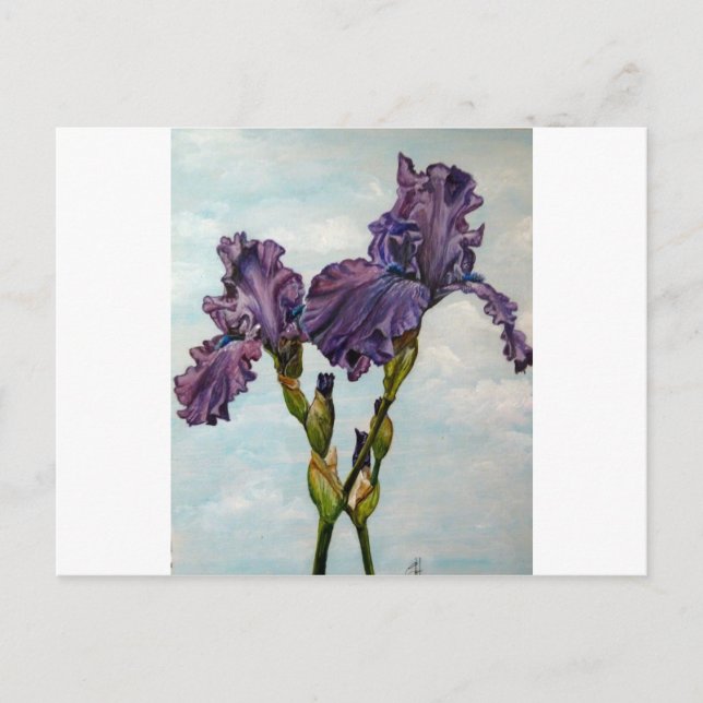 Purple bearded iris flowers postcard (Front)