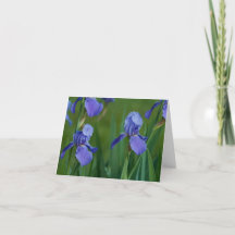 Purple Bearded Iris Folded Thank You Card