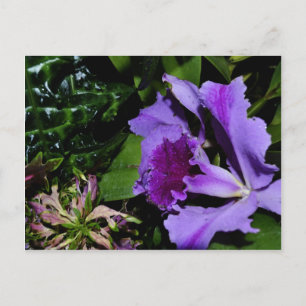 Purple Bearded Iris in a Botanical Garden Postcard