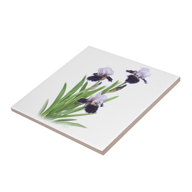 Purple Bearded Iris Trio Floral Botanical Art Tile (Side)