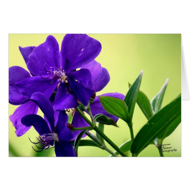 Purple Beauty Flower (5.0) (Front Horizontal)