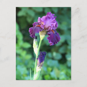 Purple Beauty Postcard