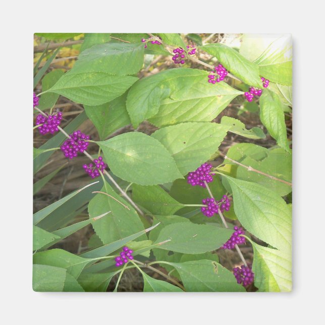Purple Beautyberries Magnet (Front)