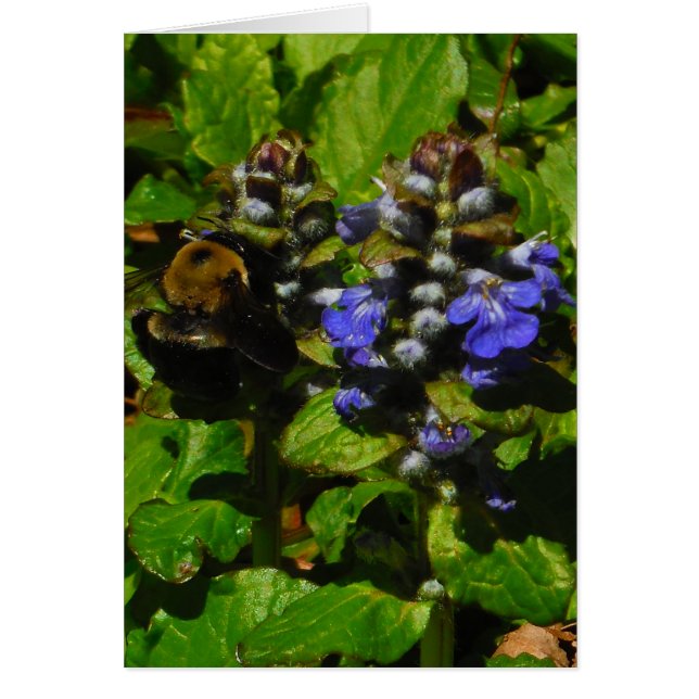 Purple Bee Balm and Bumble Bee (Front)
