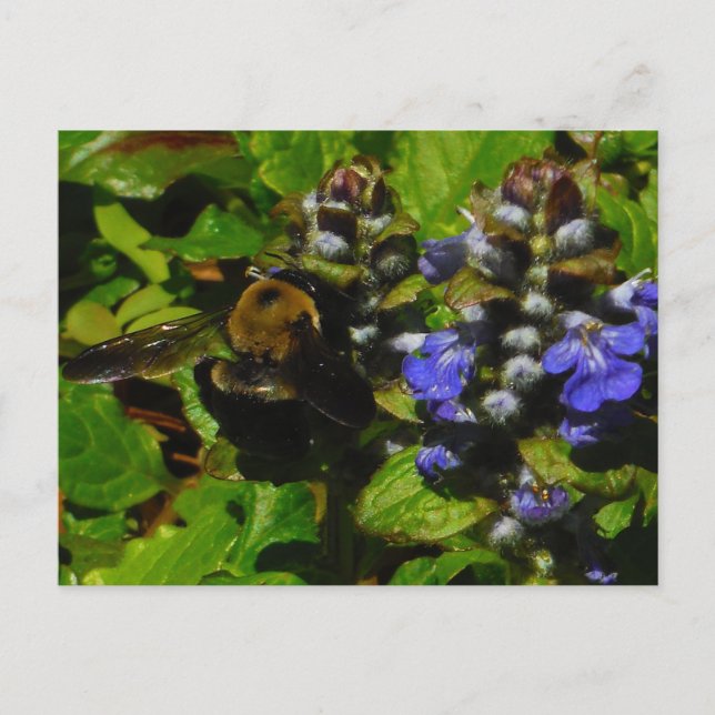 Purple Bee Balm and Bumble Bee Postcard (Front)