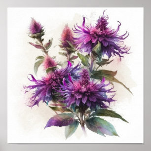 Purple Bee Balm Flower Art Print Poster