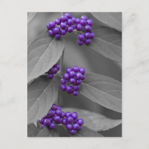 Purple Berries on Black and White Foliage Postcard