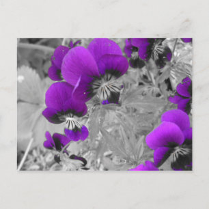Purple & Black Pansies Postcard