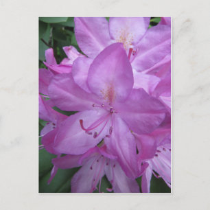 Purple Blossoms Postcard
