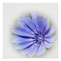 purple blue chicory