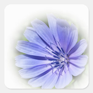 purple blue chicory square sticker