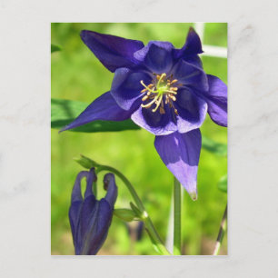 Purple Blue Columbine Flower Postcard
