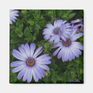 Purple/Blue-Daisy-Magnet Magnet