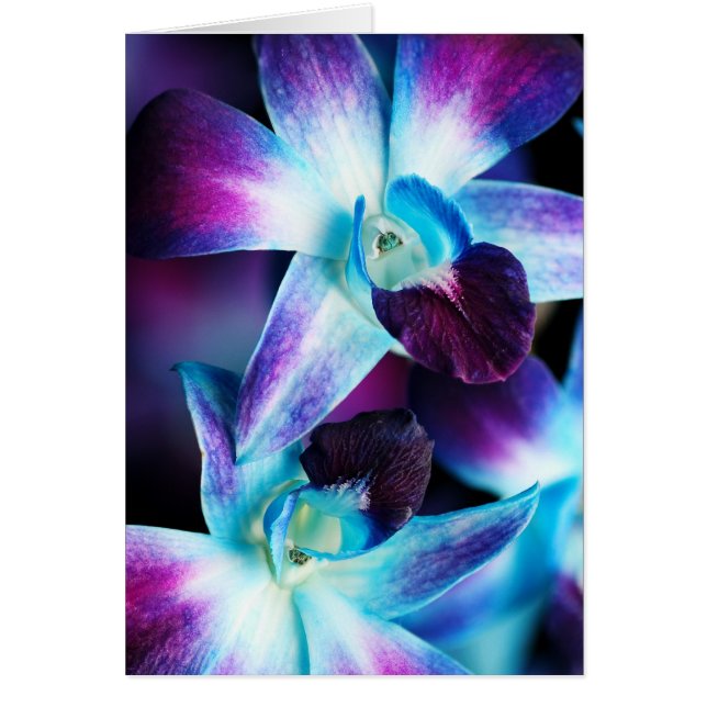 Purple & Blue Dendrobium Orchid Customised Orchids (Front)