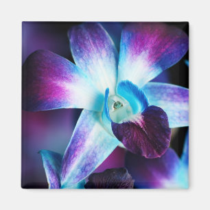 Purple & Blue Dendrobium Orchid Customised Orchids Magnet