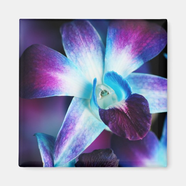 Purple & Blue Dendrobium Orchid Customised Orchids Magnet (Front)
