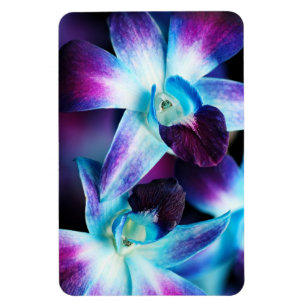 Purple & Blue Dendrobium Orchid Customised Orchids Magnet