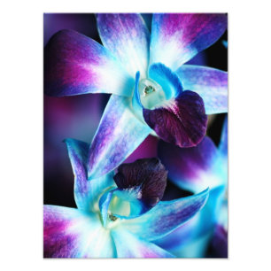 Purple & Blue Dendrobium Orchid Customised Orchids Photo Print