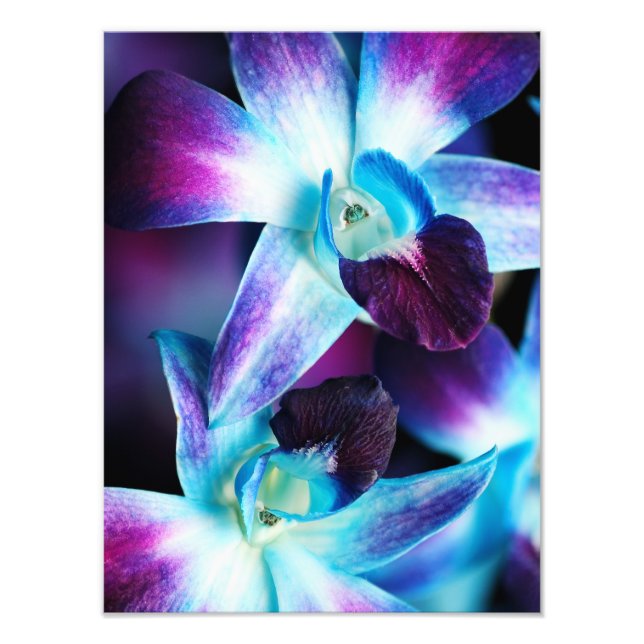 Purple & Blue Dendrobium Orchid Customised Orchids Photo Print (Front)