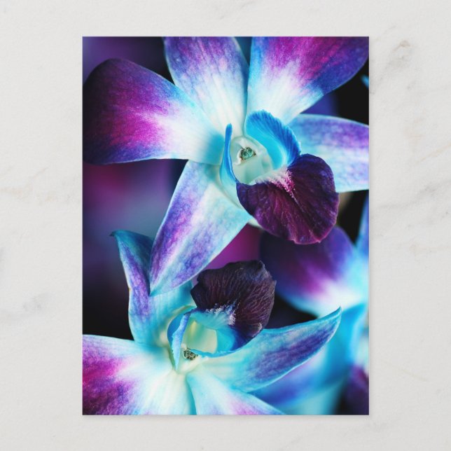 Purple & Blue Dendrobium Orchid Customised Orchids Postcard (Front)