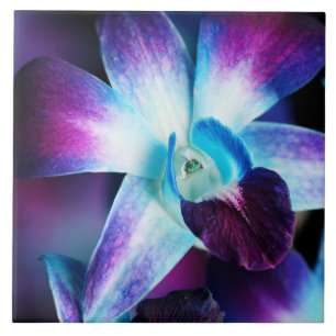 Purple & Blue Dendrobium Orchid Customised Orchids Tile