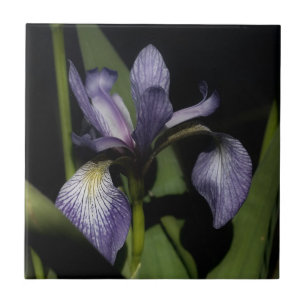 Purple Blue Flag Iris Flower Nature Tile