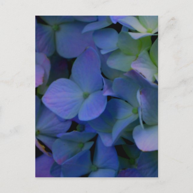 Purple blue hydrangeas flower floral postcard (Front)