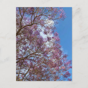 Purple blue Jacaranda tree Postcard