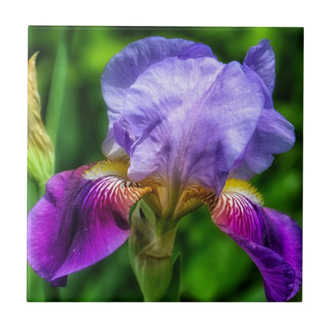 Purple Blue Yellow Iris Flower Tile (Front)