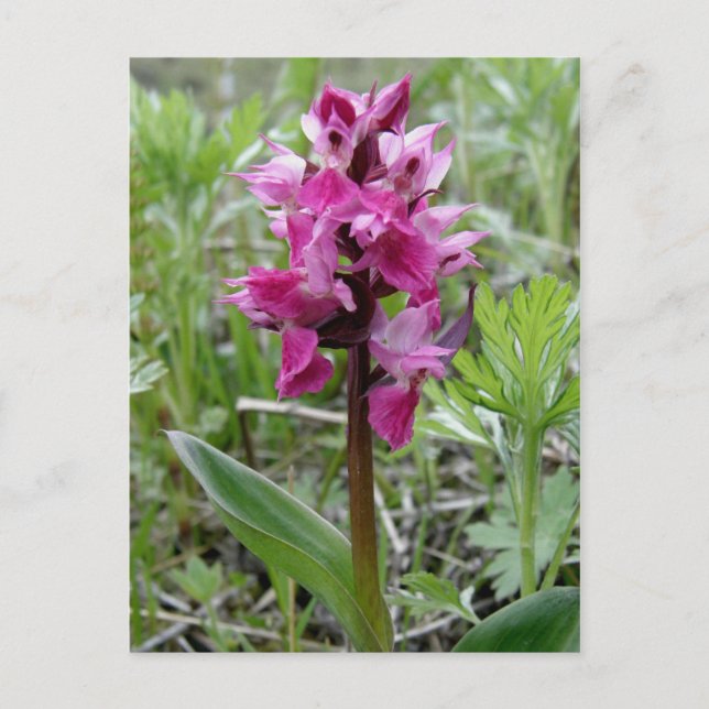 Purple Bog Orchid, Unalaska Island Postcard (Front)