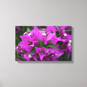Purple bougainvillea canvas print