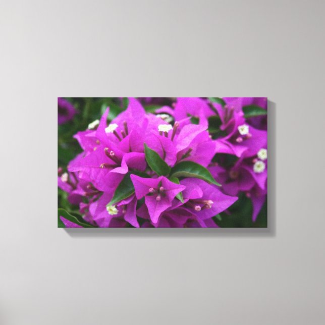 Purple bougainvillea canvas print (Front)