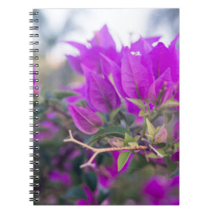 Purple Bougainvillea Flowers Notebook