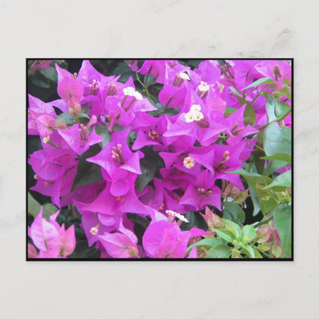 Purple Bougainvillea Postcard (Front)